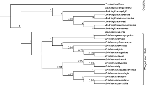 Image result for Eriolaena rulkensii