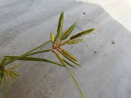 Image result for Cyperus latifolius