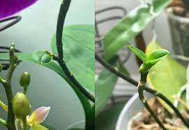 Orkide yetiştirmeye yeni başlanıyorsa mutlaka üzeri bol tomurcuklu ve birkaç çiçeği açmış olgun bir bitki satın alınmalıdır. 10 Adimda Orkide Bakimi Nasil Yapilir Orkide Cicegi Bakim Rehberi