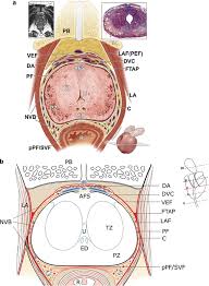 Image result for Prostate Anatomy