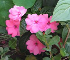Image result for Impatiens irvingii