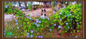 Border Collie Morning Glory Border Collie Animal Photography Dog Costumes
