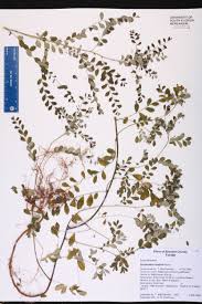 Image result for Phyllanthus tenellus