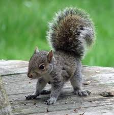 Top 40 Des Bebes Animaux Les Plus Mignons De L Histoire De La Mignoncite Baby Animals Pictures Baby Animals Animals