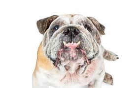 7 Senior Bulldog Care Tips To Keep Your Pet Happy