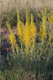 Image result for Cineraria pinnata