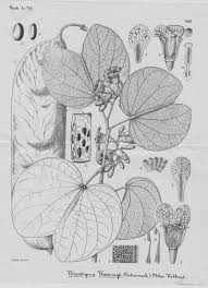 Image result for Piliostigma thonningii