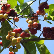 Image result for Flacourtia