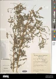 Image result for Indigofera colutea