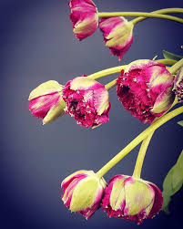 Our 100% satisfaction guarantee is our personal commitment. Much More Than Flowers Home Facebook