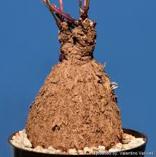 Image result for Dolichos kilimandscharicus