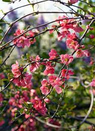 Check spelling or type a new query. Spring Blooming Shrubs Garden Gate