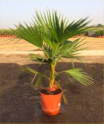 We call this palm tree a sabal texana in brownsville, tx. Mexican Fan Palm Washingtonia Robusta Cotton Palm For Patio Or Deck Approx 75 120cms 3 4ft Tall Special Deals Garden Plants