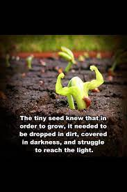 October We Are Focusing On Strength How Does This Picture And Quote Represent Strength To You The Tiny Seed Seeds Plant Protein