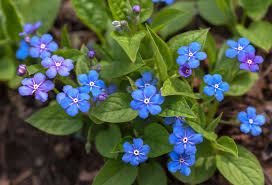 Maybe you would like to learn more about one of these? Perennial Flowers For Shade Gardens