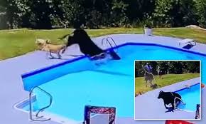 Bizarre Moment A Cow Leaps Into A Pool After Being Chased By Two Dogs Before Being Lassoed To Safety Daily Mail Online We said go for it.