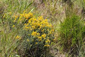 Image result for Agelanthus gracilis