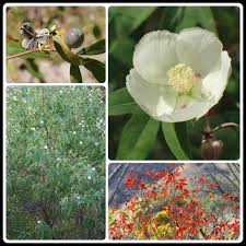 Image result for Gossypium triphyllum