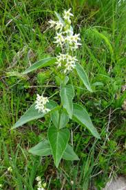 Image result for Vincetoxicum conspicuum