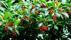 Cara menggunakan lidah buaya murni untuk mengatasi jerawat cukup mudah. Tembesu Kayu Raja Primadona Sumatera Selatan Greeners Co