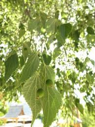 Image result for Celtis tetrandra