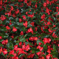 A Pretty New Begonia Surefire Red Begonia Benariensis Container Gardening Flowers Red Perennials Red Plants