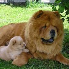 chow chow caractere origine prix education et conseils race de chien chowchow chiot races de chiens chow chow