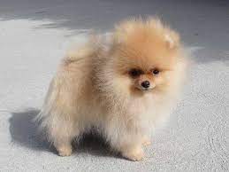 To view more details about a puppy and pricing click on the picture. Cheap Pomeranian Puppies For Sale Near Me Two Intelligent Pomeranian Puppies For Sale Now D Pomeranian Puppy For Sale Pomeranian Puppy Pomeranian Puppy Teacup
