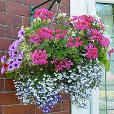 These colorful flowers may look dainty but they can endure the sun's direct rays even on the brightest of summer. Flowers For Hanging Baskets Vasi Fioriera Fiori Giardinaggio