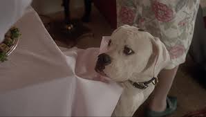 Homeward bound pets, mcminnville, oregon. Go On The Adventure Of A Lifetime Six Lovable Moments From Homeward Bound The Incredible Journey Disney News