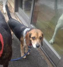 Beagle puppies for adoption in illinois. Dog Adoption In Mchenry Il 60050 Beagle Mixed Short Coat Dog Jadlyn