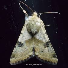 Image result for Holothrix aphylla