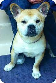 It is recommended that you thoroughly research all breeds involved in your mixed breed puppy to ensure that you are amenable and prepared for any of the possibilities. Battle Creek Mi French Bulldog Meet Oscar A Pet For Adoption