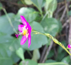 Image result for Talinum fruticosum