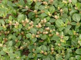 Image result for Alternanthera pungens