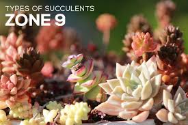 When to plant flowers zone 9. Choosing Succulents For Zone 9 California Florida Arizona Succulents Box