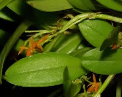 Image result for Microglossa densiflora