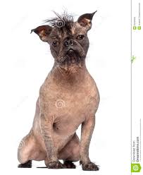 We did not find results for: French Bulldog X Cocker Spaniel My Dog Photos