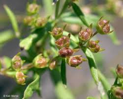 Image result for Cyanotis longifolia