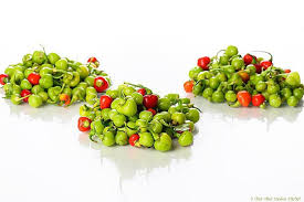 Tanah periuk nyaéta salah sahiji désa di kacamatan tanah sepenggal lintas, kabupatén bungo, propinsi jambi, indonésia. Ghanaian Salsa Style Shito Resep