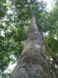 Image result for Pseudospondias