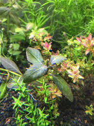 Image result for Hygrophila uliginosa