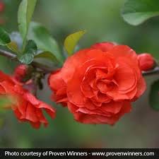 It has no significant negative characteristics.double take scarlet™ flowering quince is recommended for the following. Double Take Orange Quince Buy At Nature Hills Nursery