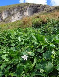 Image result for Coccinia grandis