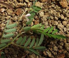 Image result for Indigofera vicioides