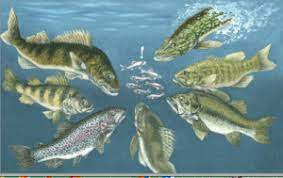 Flathead Valley Trout Unlimited Web Home Of Fvtu