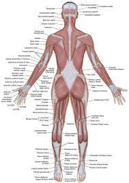 Kinesiology Skeletal System And Muscle Function Pelvis Anatomical Terms Of Motion Body Muscle Anatomy Human Muscle Anatomy Skeletal System Anatomy