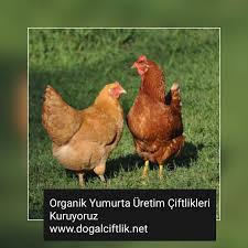 Gezen Tavuk Yumurtasi Uretimi Tavukculuk Ciftlikler Tavuk