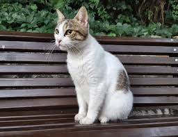 Yasar Avci Adli Kullanicinin Yasar Avci Panosundaki Pin 2020 Kedi