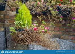 Balcón de las plantas colgantes: Las Macetas Colgantes En Balcon En Londres Con Las Plantas Que Caen Abajo Foto De Archivo Imagen De Colorido Casa 148624642